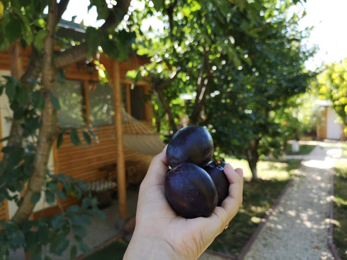 コンスタンツァ Relax Eaza - Casa Cu Hamacヴィラ エクステリア 写真
